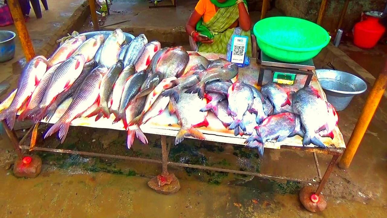 Fresh Fish